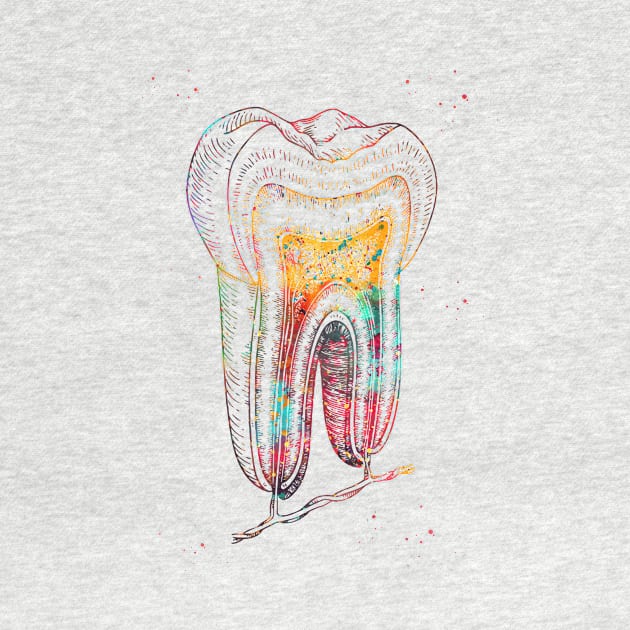 Human tooth structure by erzebeth